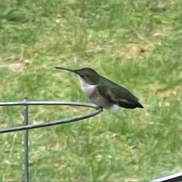 Meet your Posher, Brittany - Picture 1 of 1